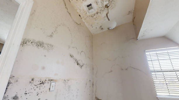 Best Air Quality Testing for Mold Spores  in Lake Montezuma, AZ