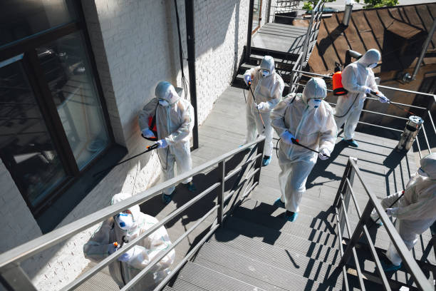 Best Basement Mold Removal  in Lake Montezuma, AZ