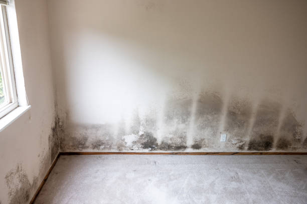 Mold Remediation for Vacation Homes in Lake Montezuma, AZ