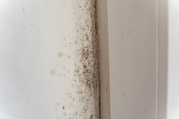 Best Comprehensive Air Testing for Mold Contaminants  in Lake Montezuma, AZ